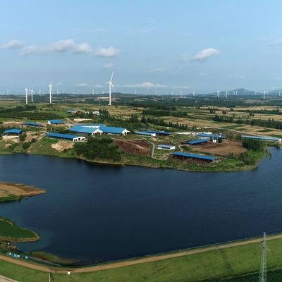 डेयरी बीफ मवेशियों के लिए गैल्वेनाइज्ड स्टील काउ शेड 20+ वर्ष जीवनकाल