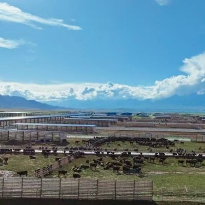 डेयरी बीफ मवेशियों के लिए गैल्वेनाइज्ड स्टील काउ शेड 20+ वर्ष जीवनकाल