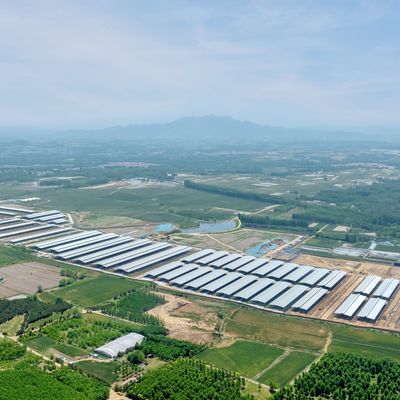 डिजाइन आपूर्ति आधुनिक स्टील संरचना डेयरी फार्म शेड मेटल कैटल शेड वेंटिलेशन सिस्टम के साथ