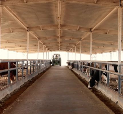 गैल्वनाइज्ड प्रीफैब स्टील स्ट्रक्चर डेयरी मवेशी शेड